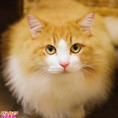 【ま、マリモ!?】