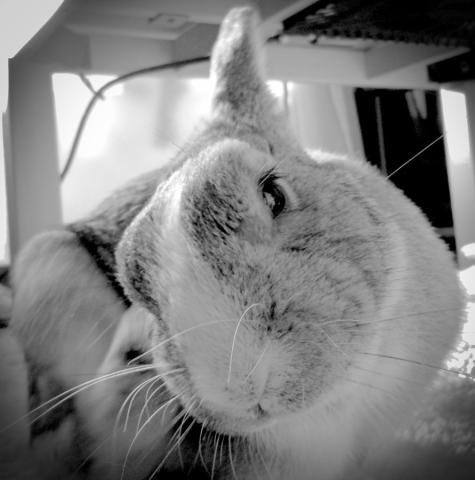 トーンカーブ調整+コントラスト調整後