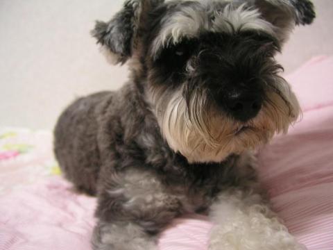 ついでなので、犬もとってみた。