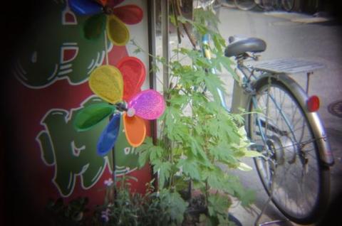 風車とゴーヤHDR