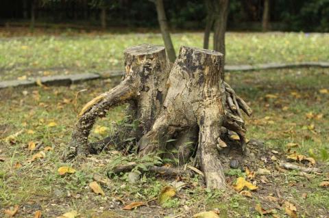切り株.JPG