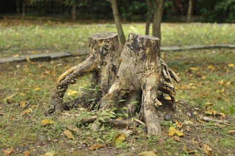 切り株 JPEG HDR.jpg