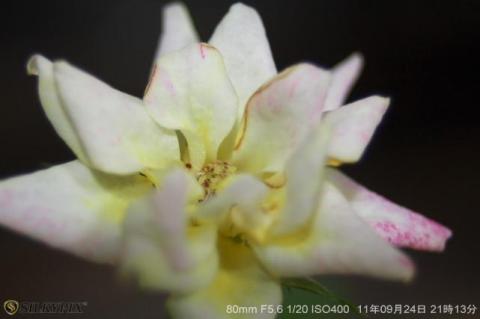 シグマ 28-80 F3.5-5.6 MACRO Aspherical マクロサンプル3手持ち.jpg