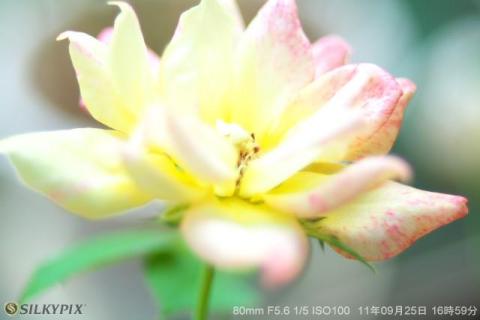 ハイライトコントローラー 花.jpg