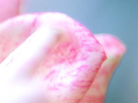 ハイライトコントローラー 花 加工前.jpg