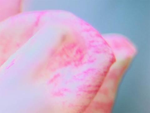 ハイライトコントローラー 花 加工後.jpg