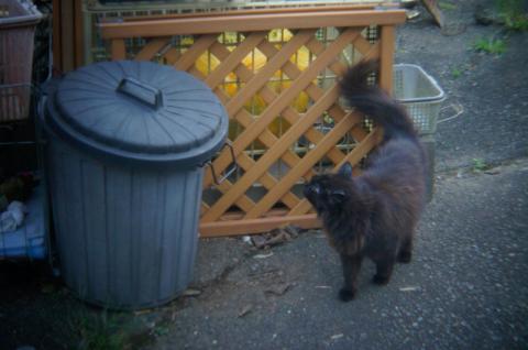 せっかくなのでネコを撮ってみた