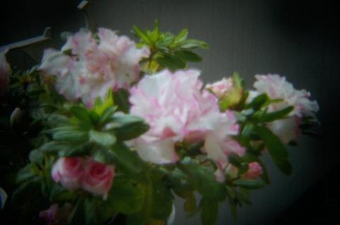 実家にあった花