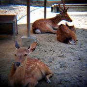 ズームのコンバージョンレンズをつけて。なんかこのズームレンズ、ぐっと漫画っぽく飛び出てくるように見えますw