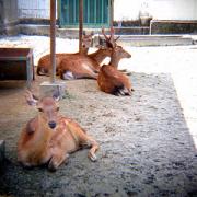 大池公園にて 何故かシカさんがいた
