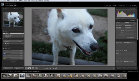 うちのわんこのモモです