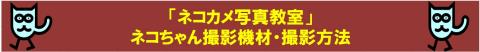 ネコちゃん撮影開始ですね