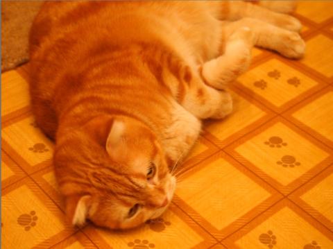 JPGデータで撮影しました