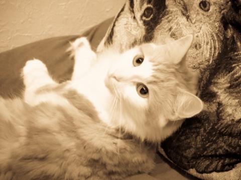 クイック現像 アンティークライト