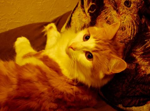 クイック現像 昔風2