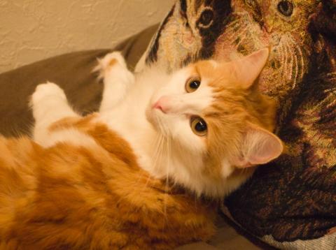 クイック現像 自動諧調