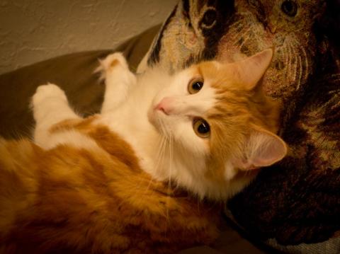 クイック現像 PC周辺光量補正2