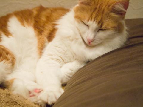 ネコカメ作品04 RAW★★★★☆