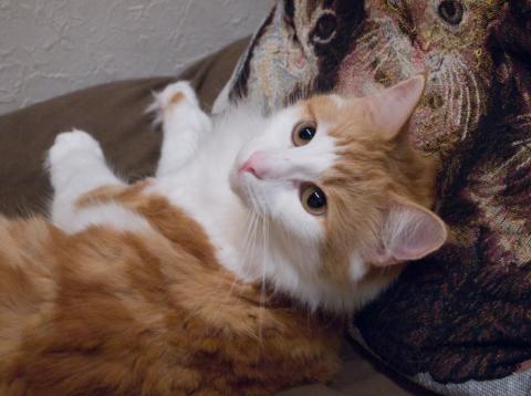 ネコカメ作品05 RAW★★★★★