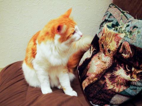 ネコカメ作品01 JPG★★★☆☆