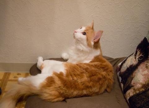 ネコカメ作品07 RAW★★★★☆