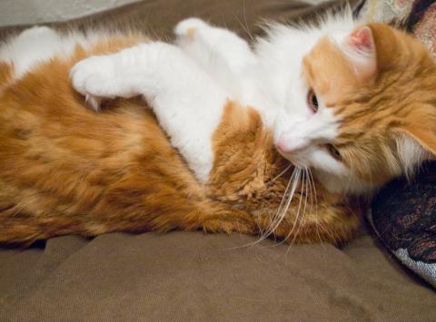 ネコカメ作品08 RAW★★★★☆