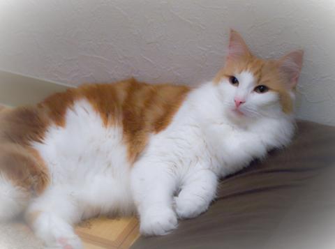 ネコカメ作品09 RAW★★★★☆