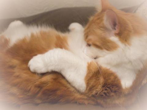 ネコカメ作品10 RAW★★★★☆