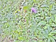 Test 自動補正+HDR