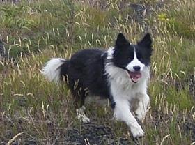 在りし日の愛犬