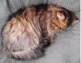 猫カフェのネコ