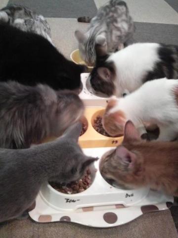 ただいま食事中