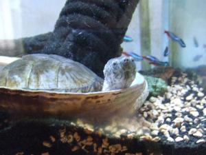 カブトニオイガメ