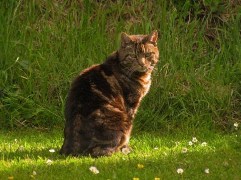 ネコ キャンプ場