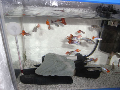 200㎜マクロ撮影 テスト2