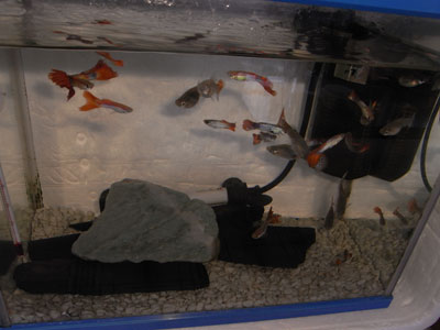 200㎜マクロ撮影 テスト3