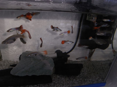 200㎜マクロ撮影 テスト4