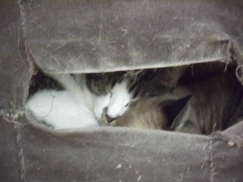 いい絵が撮れません