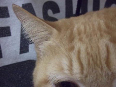 どこがメインだ