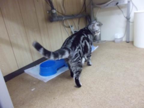 こっち向いてよハニー