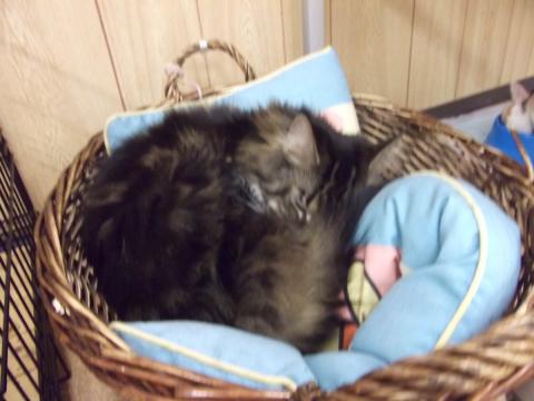 ふわふわじゃねぇ