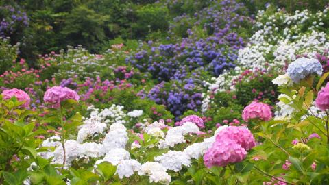 まだつぼみの奴が結構あった