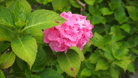 紫陽花減色前821Kbyte