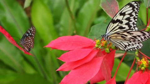 一月に沖縄の蝶々苑にて撮影