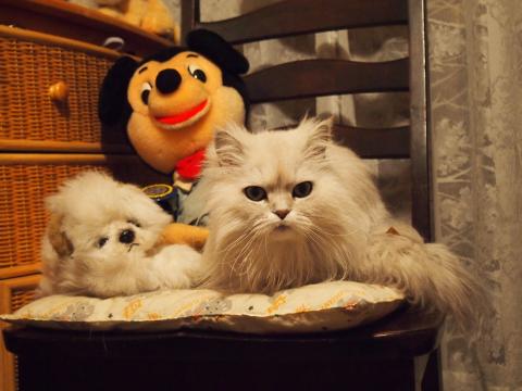 ねこねこぬこぬこ