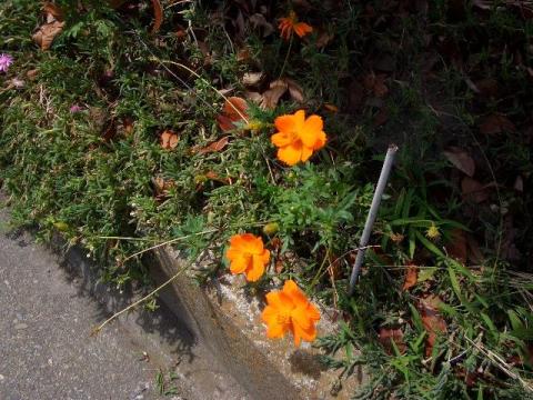 テスト撮影(晴れの日外撮り)