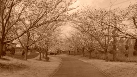 セピア f/9.3 1/320 ISO-167 35mm換算焦点レンズ焦点距離 30.0mm