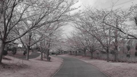 色分解(赤色) f/9.3 1/320 ISO-170 35mm換算焦点レンズ焦点距離 30.0mm