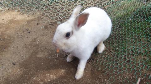 シーンモード:ペットモード(猫) f/9.3 1/60 ISO-104 35mm換算焦点レンズ焦点距離 30.0mm