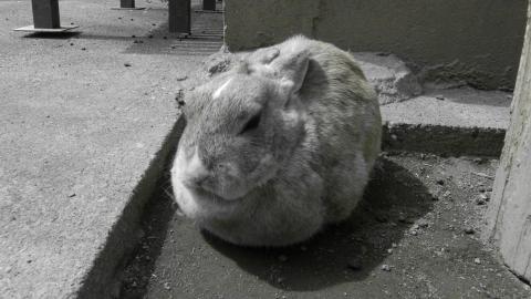 白黒 f/9.3 1/320 ISO-400 35mm換算焦点レンズ焦点距離 30.0mm